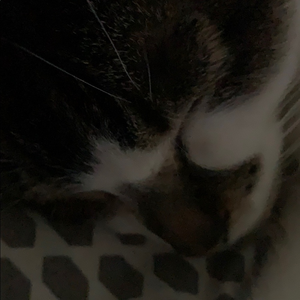 Meet your Posher, Abby